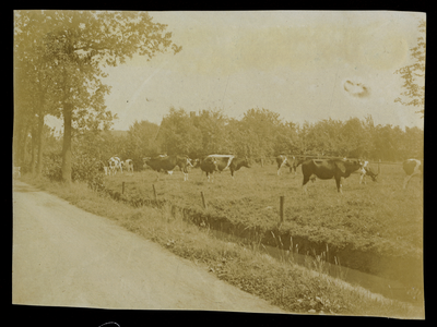 805388 Gezicht op een weiland met koeien langs, vermoedelijk, de Groenekanseweg te Groenekan (gemeente ...
